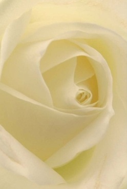 In this artful close-up, the soul of an elegant rose unfurls-creamy, nearly translucent petals swirling inward in harmonious curves reminiscent of Hackney Wick's dynamic blend of old and new. The lighting is soft and mellow, like the gentle slant of afternoon sunlight falling across studio lofts along White Post Lane. Each velvety layer invites a tactile appreciation, suggesting both the cool smoothness of silk and the structured beauty of hand-crafted blooms from the heart of Hackney Wick. The petals' nuanced colours gently shift from ivory at the center to pale lemon at the edges, highlighted by barely-there shadows that lend depth and intimacy. The rose exudes a calm, reassuring presence-perfect as a thoughtful token of love, for anniversaries in local cafes, or as a heartfelt expression of sympathy. There's a timeless elegance to the bloom's form, and you might imagine the fragrance-a soft, subtle note of freshness-lingering in the air, blending with the energetic vibe of this creative neighborhood. The composition celebrates not only the natural beauty of the rose but also the unparalleled artistry and sensitivity of florists dedicated to Hackney Wick's close-knit community.
